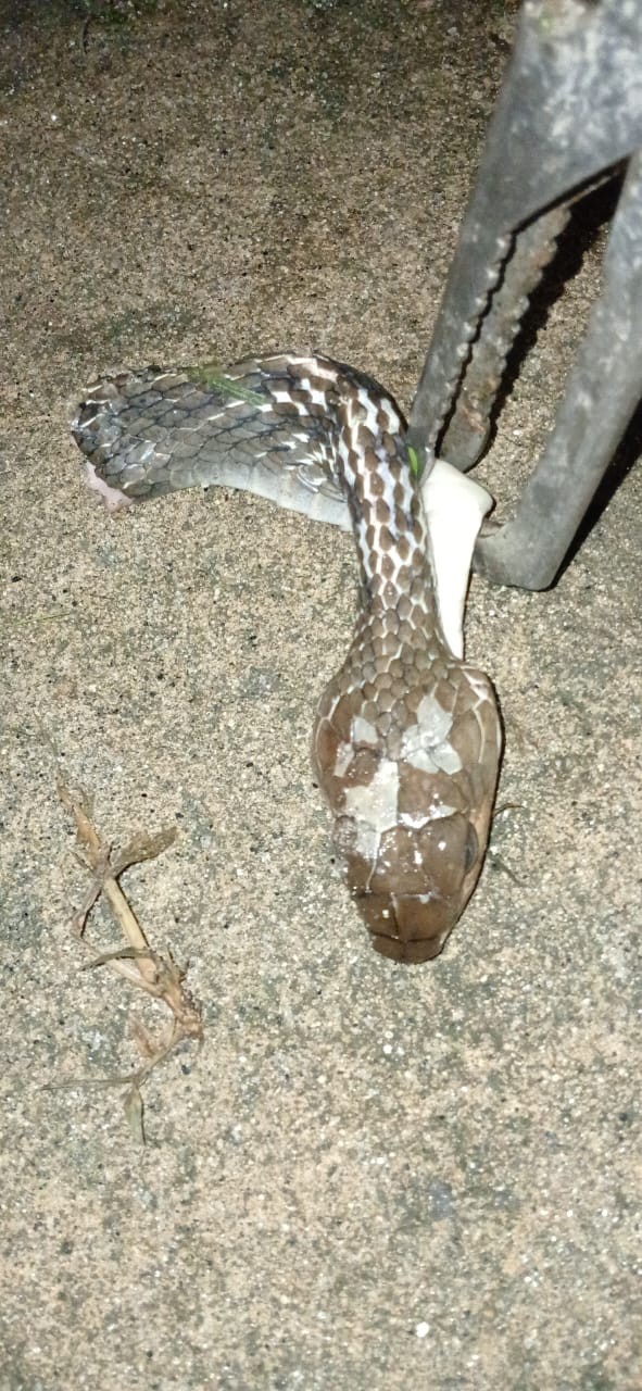 evakuasi Seekor Ular yang berada di sekitar rumah warga yang beralamat di   Jl. Tangki