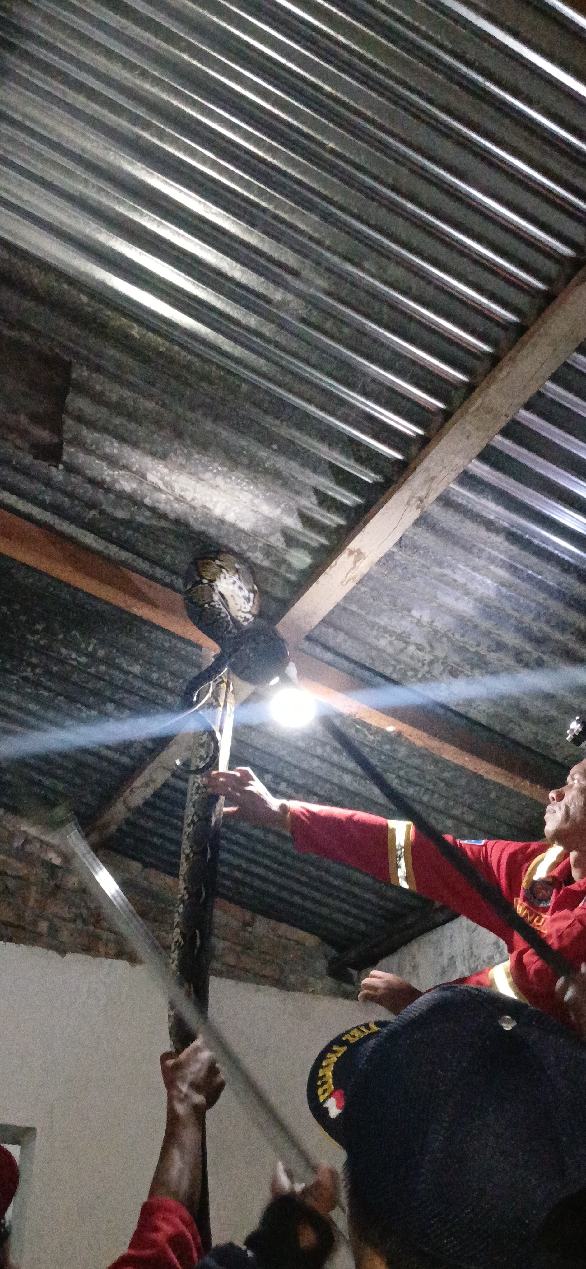 evakuasi ular di rumah warga yang beralamat di  Jl. Narumonda Bawah Gg. Cabe II