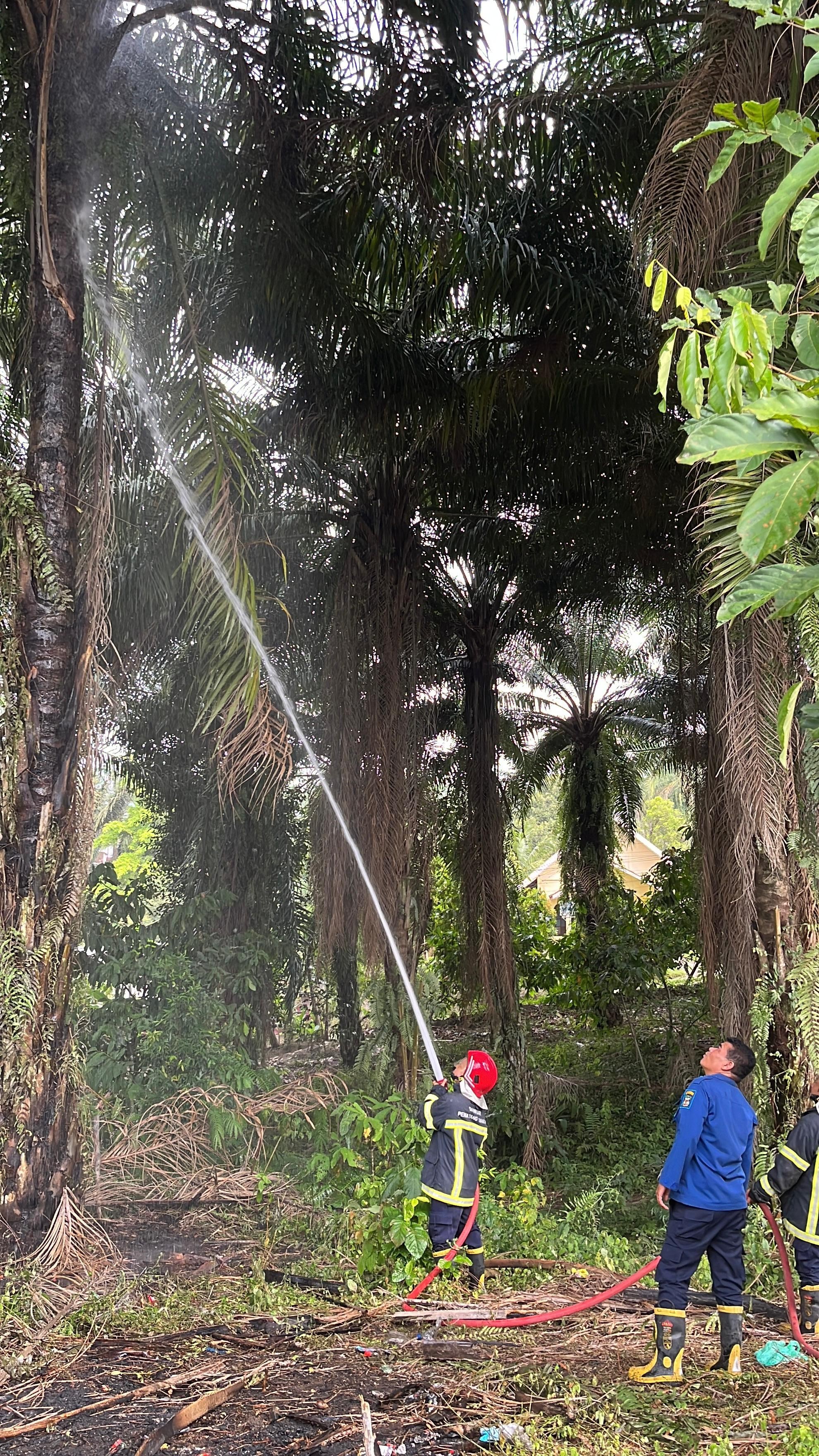 pemadaman kebakaran pohon sawit di Jl. Viyata Yudha