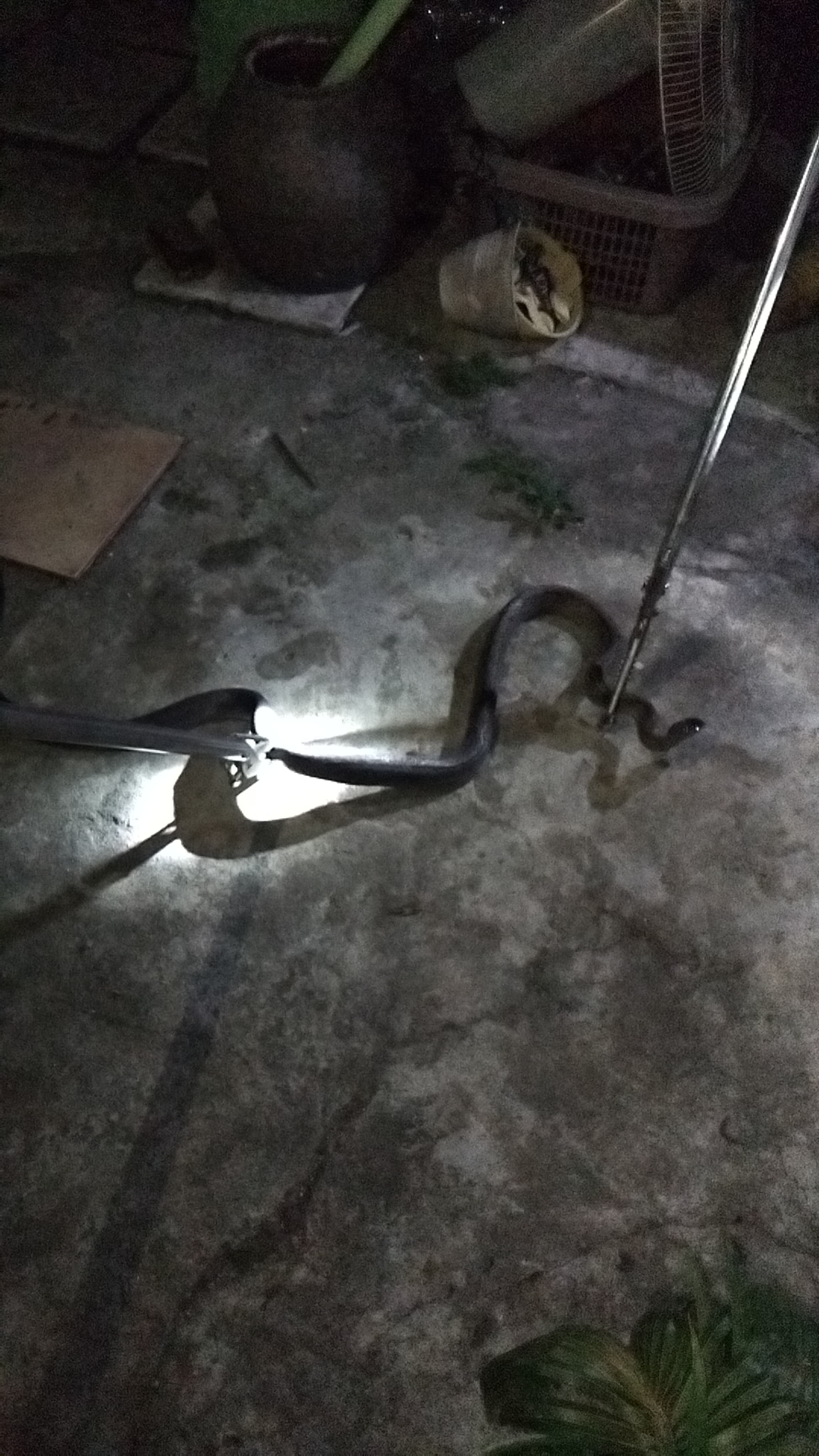 evakuasi ular di rumah warga yang beralamat di Jl. Jeruk atas no.31