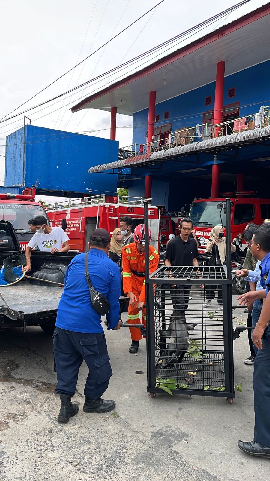 menyerahkan Seekor Monyet Surili (Satwa yang dilindungi) Kepada Pihak Bidang Konservasi Sumber Daya 