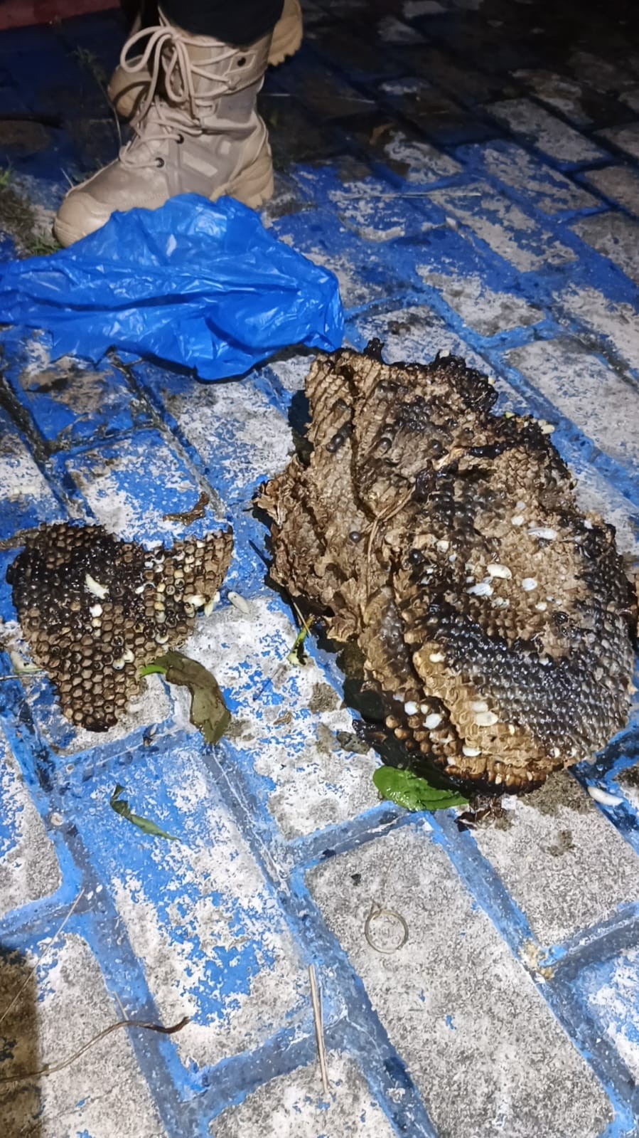 evakuasi sarang tawon di rumah warga Jl. Pistol