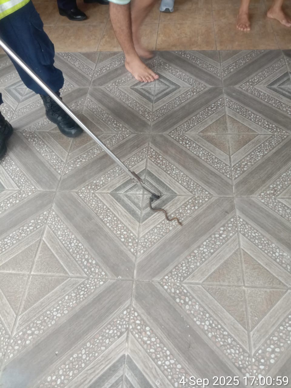 evakuasi seekor ular dirumah warga   Jl. Mufakat