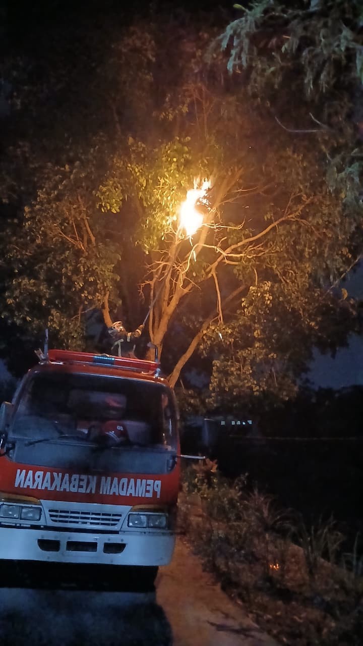 Personil Dinas Pemadam Kebakaran dan Penyelamatan berhasil mengevakuasi sarang tawon di Jl. Bahkora