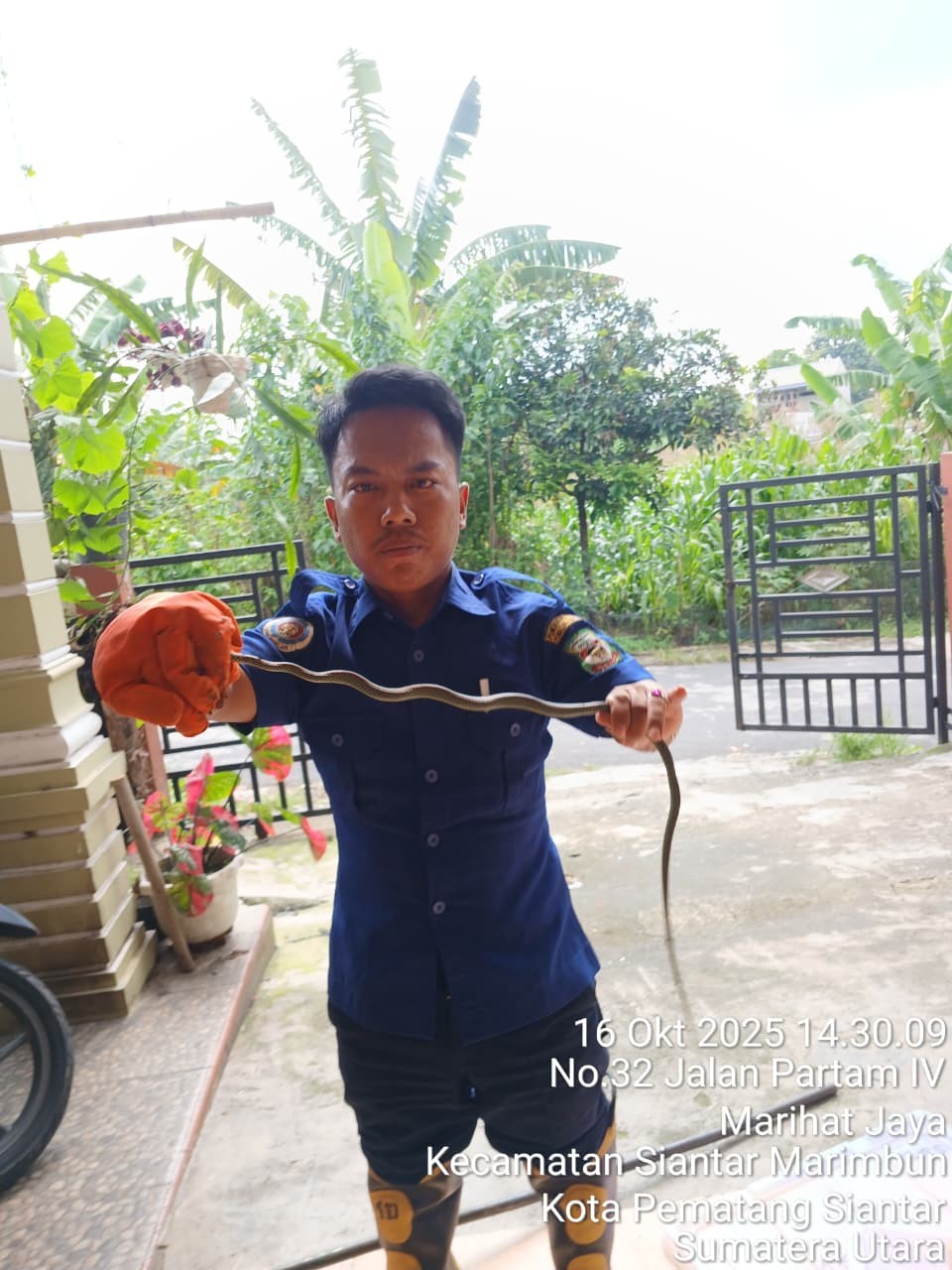 Personil Dinas Pemadam Kebakaran dan Penyelamatan berhasil mengevakuasi seekor  ular di rumah warga 