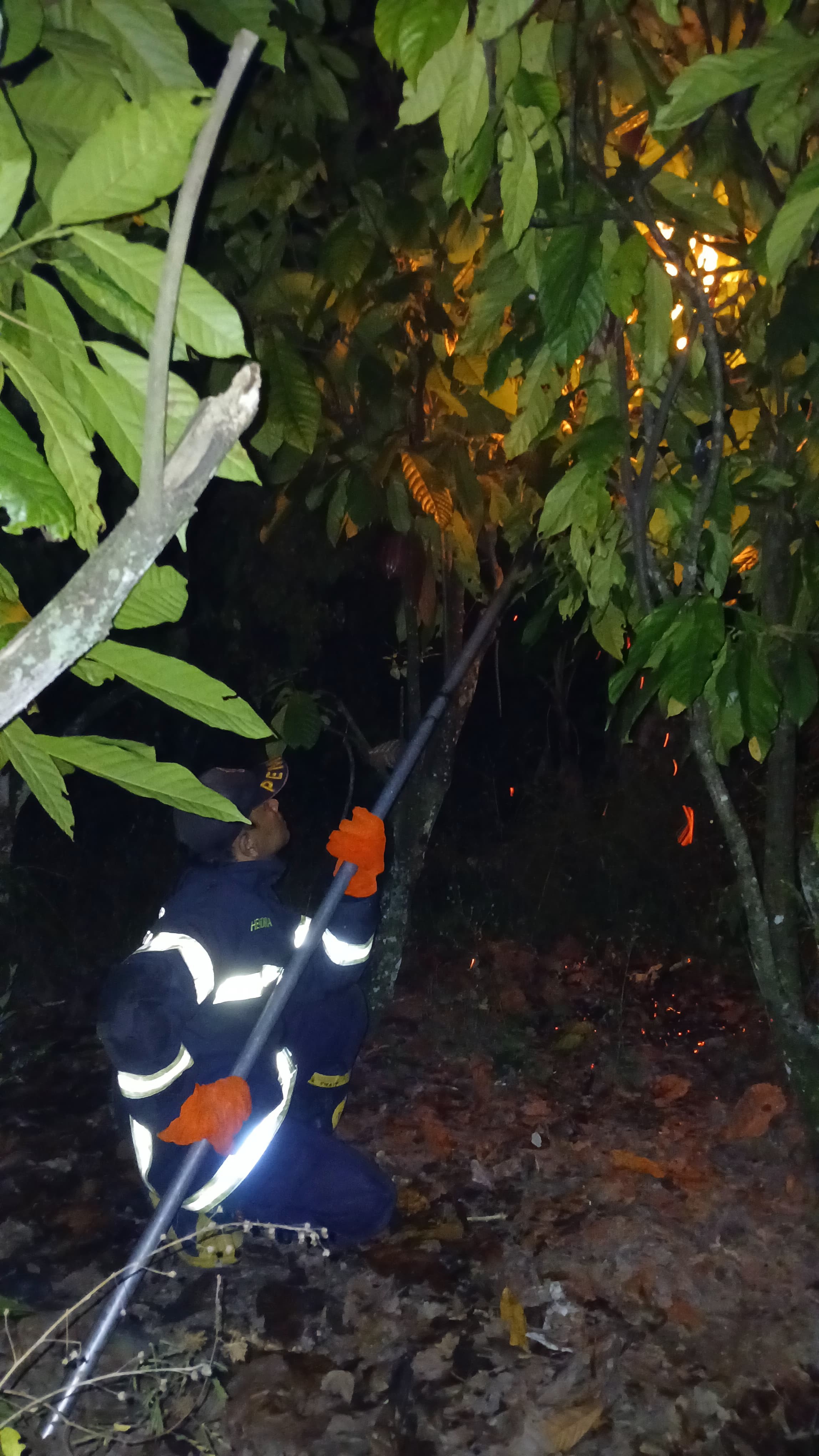 Personil Dinas Pemadam Kebakaran dan Penyelamatan berhasil mengevakuasi sarang tawon di   Jl. Nagahu