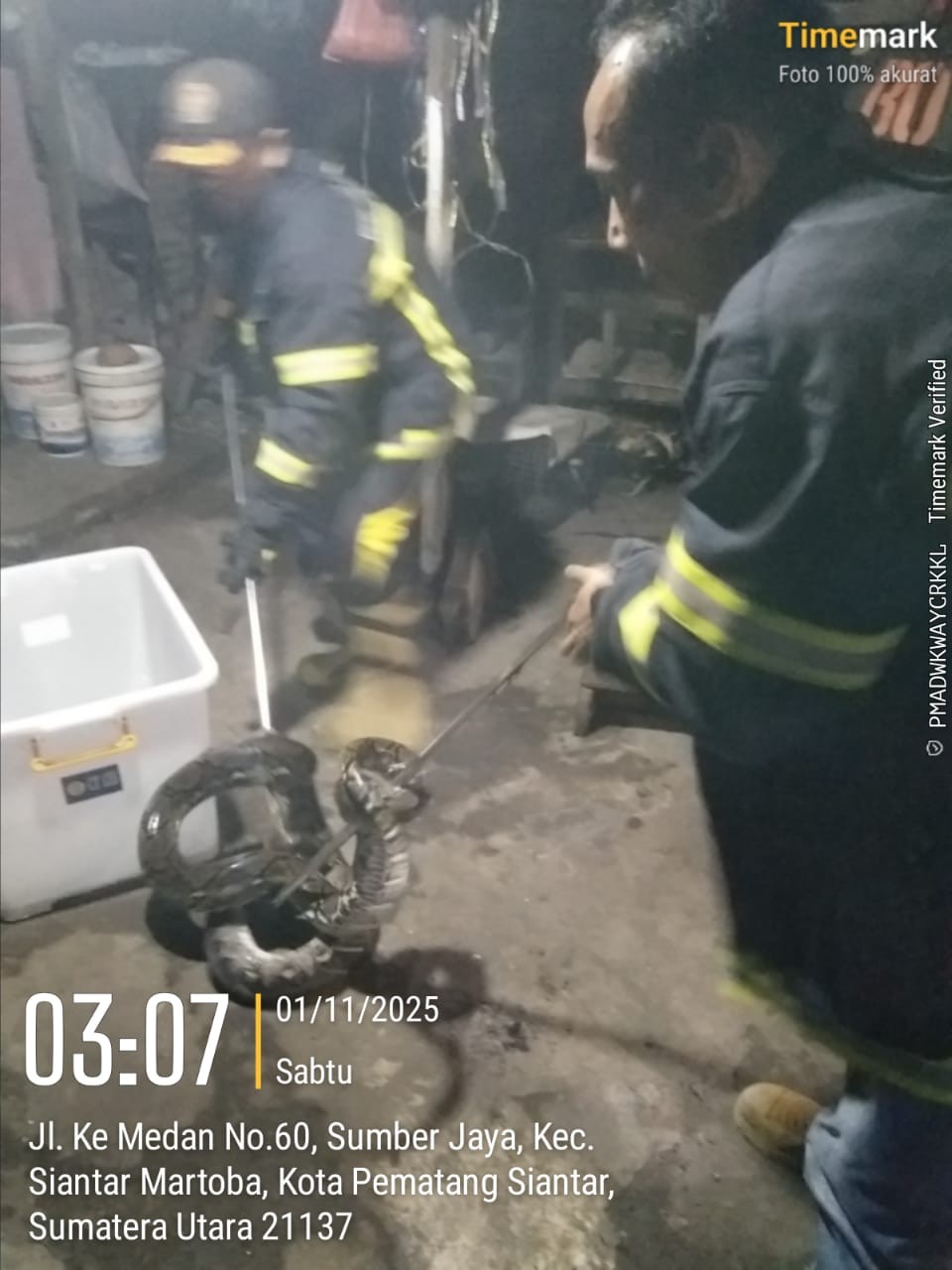 Personil Dinas Pemadam Kebakaran dan Penyelamatan berhasil mengevakuasi seekor  ular di rumah warga