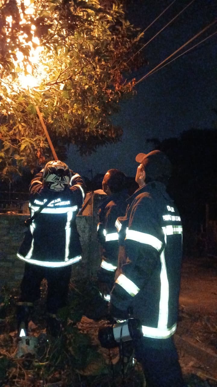 Personil Dinas Pemadam Kebakaran dan Penyelamatan berhasil mengevakuasi sarang tawon di   Jl. Kertas