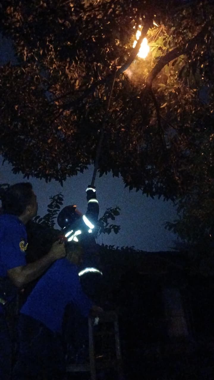 Dinas Pemadam Kebakaran dan Penyelamatan berhasil mengevakuasi sarang tawon di  Kompleks SMU Negeri 