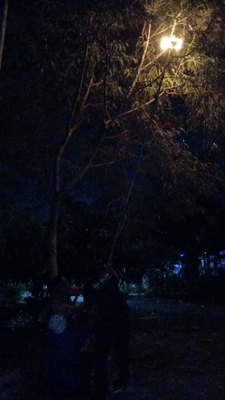 Personil Dinas Pemadam Kebakaran dan Penyelamatan berhasil mengevakuasi sarang tawon di  Jl. Asrama 