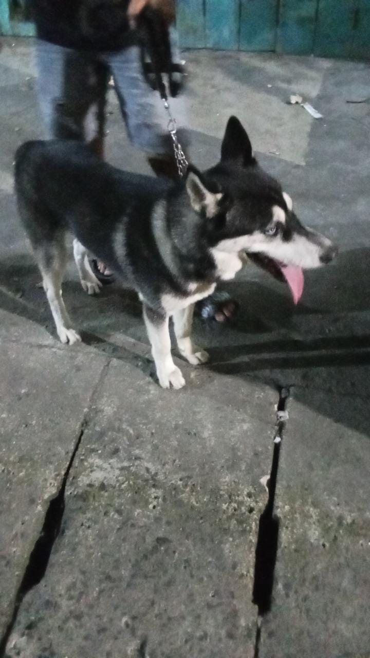 Personil Dinas Pemadam Kebakaran dan Penyelamatan menerima informasi dari masyarakat adanya seekor a