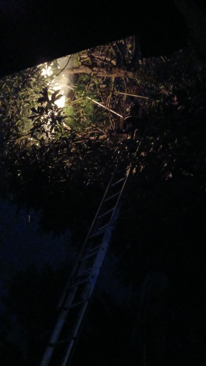 evakuasi sarang tawon di pohon depan rumah warga  Jl. Siabal-abal