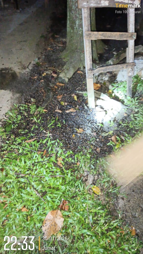 evakuasi sarang tawon di rumah warga  Jl. Narumonda Bawah