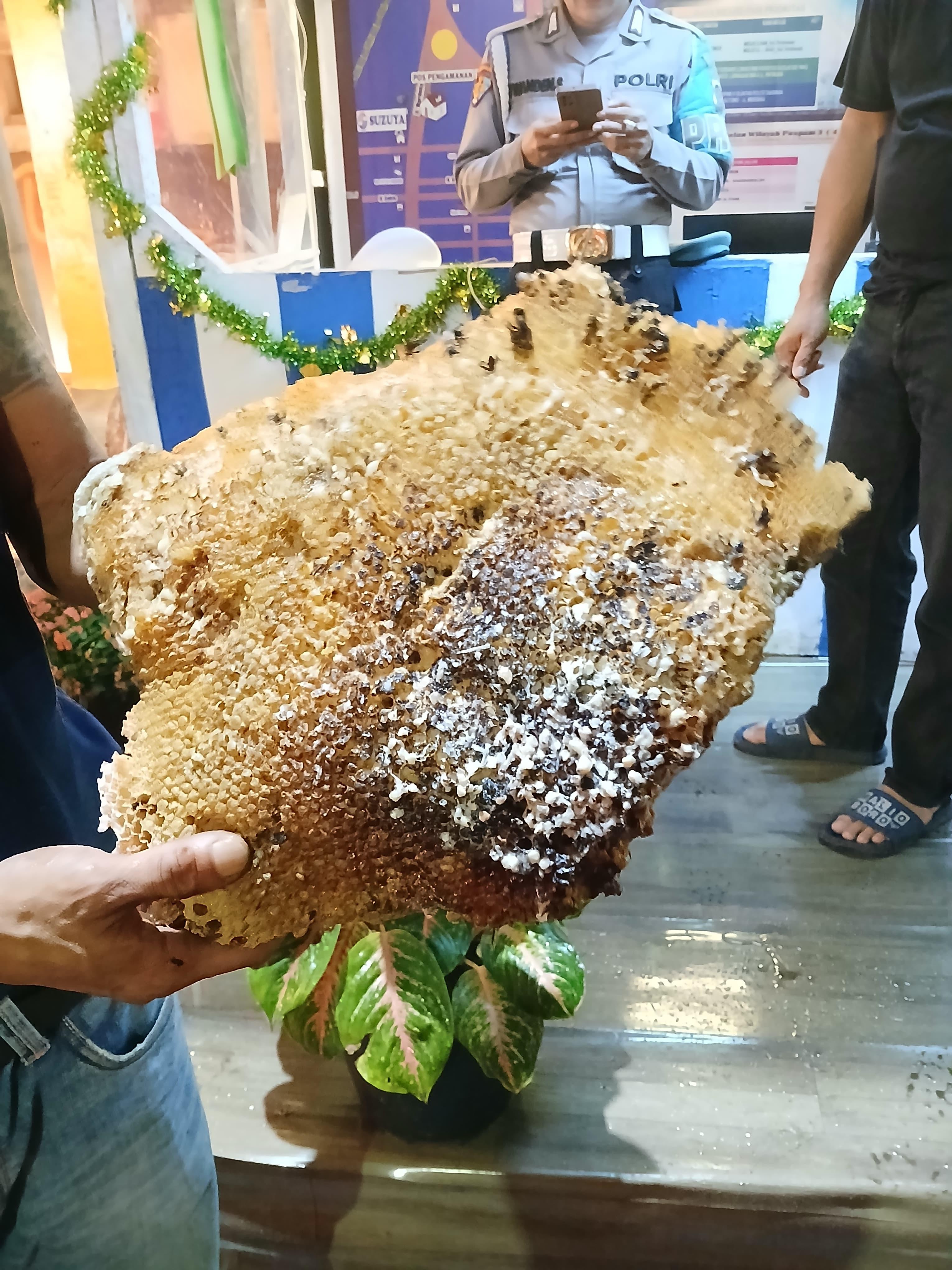 evakuasi sarang tawon di depan Sekolah SMP negeri 1   Jl. Merdeka 