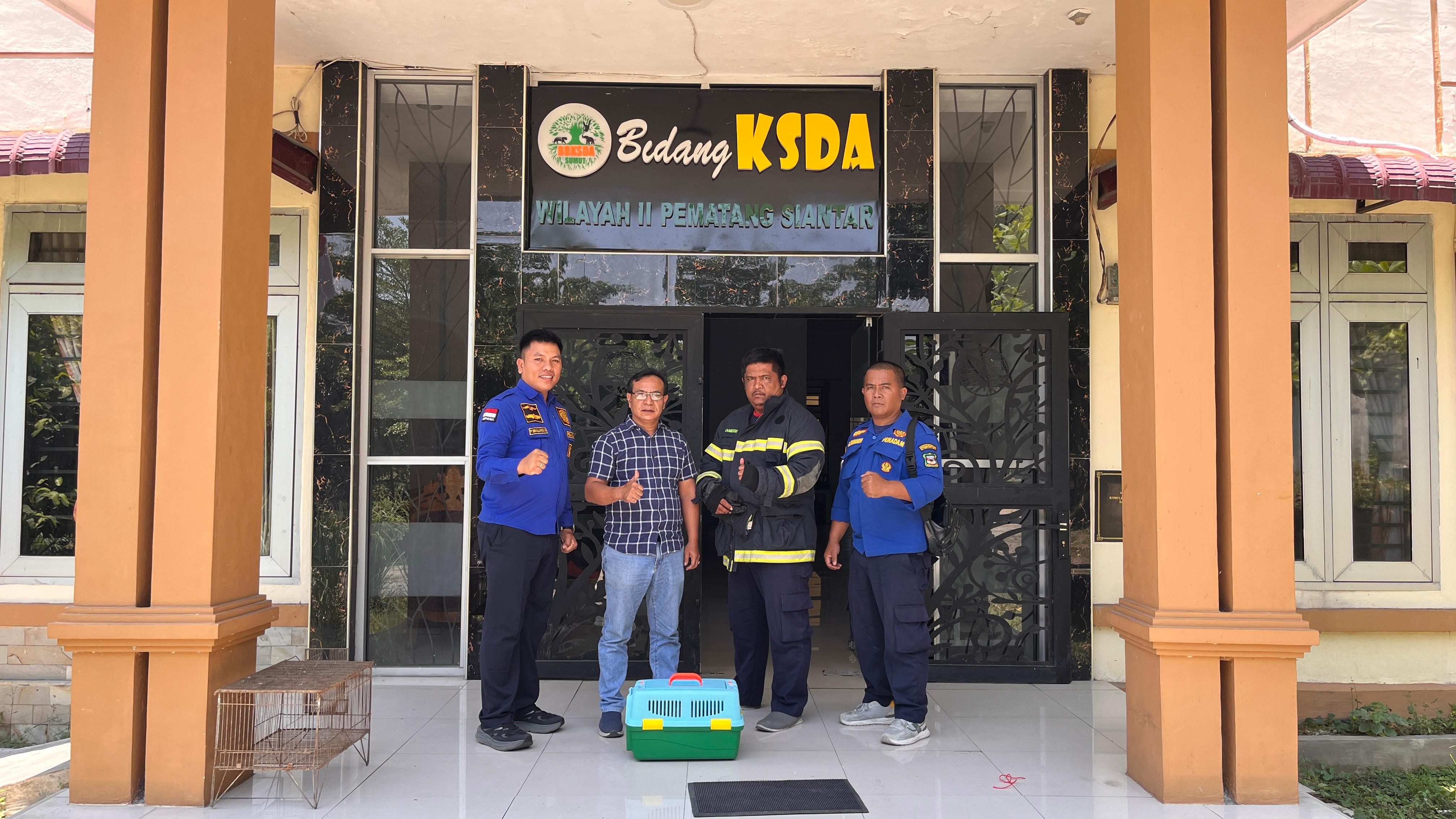 Penyerahan seekor trenggiling (Satwa yang dilindungi ) kepada BKSDA