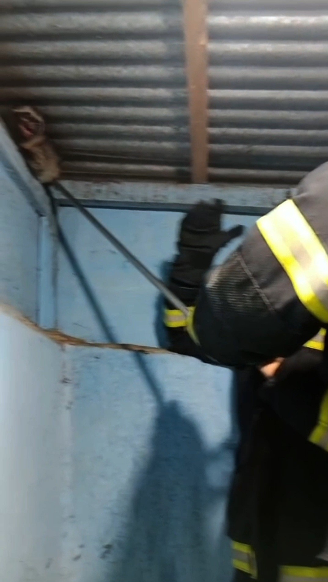 Personil Dinas Pemadam Kebakaran dan Penyelamatan melaksanakan Evakuasi seekor musang di rumah warga